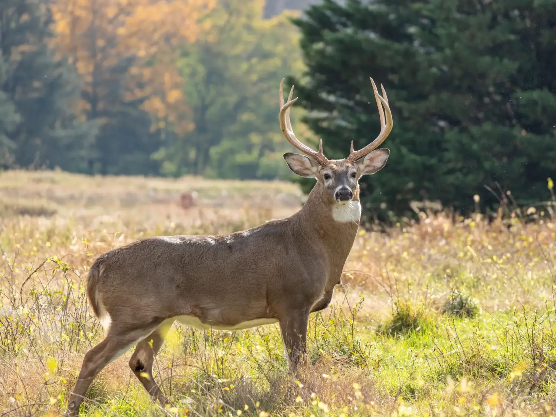Deer Hunting