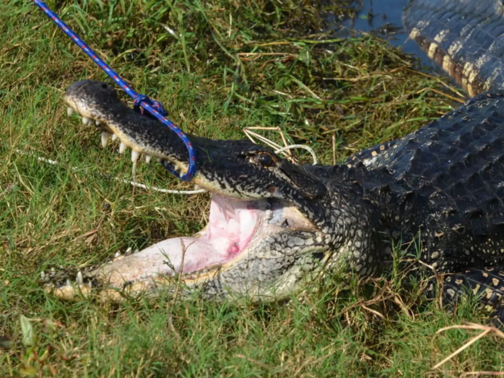 Alligator hunting