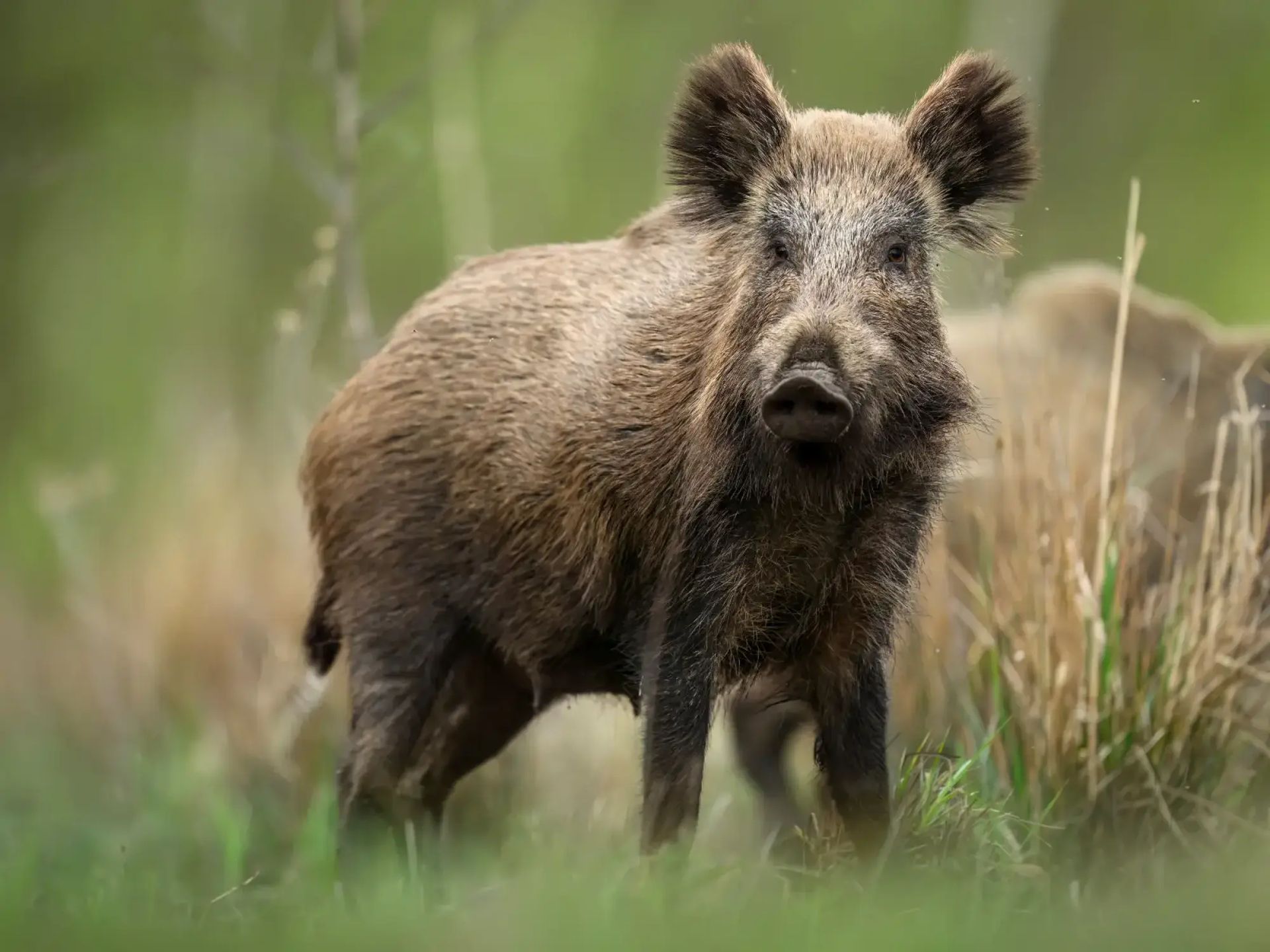 Wild hog hunting