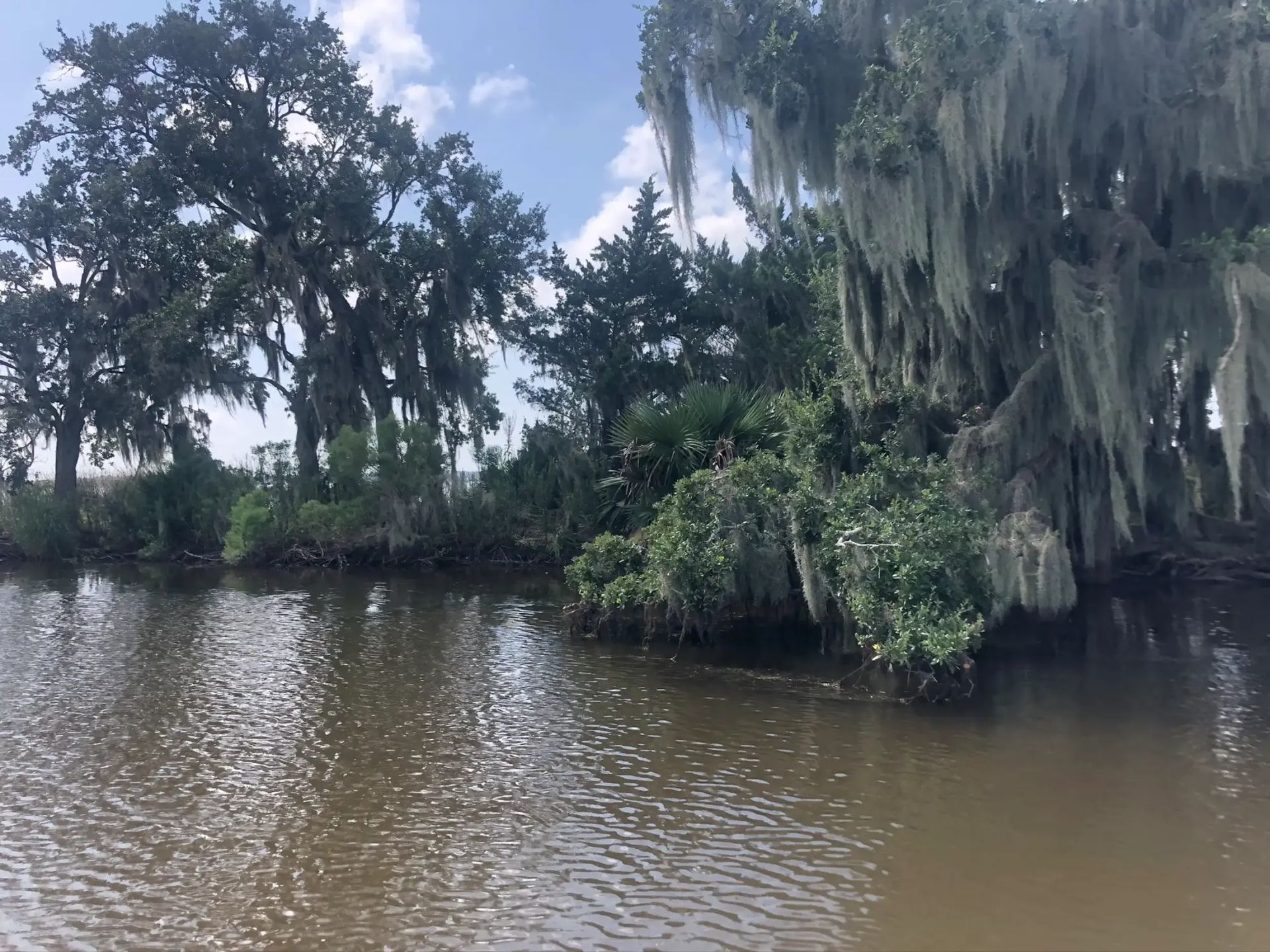 The Louisiana bayou